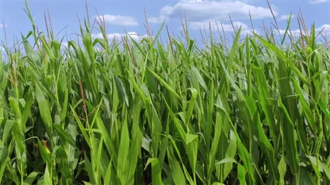 Green cornfield (Zea mays) Stock Footage 340547304