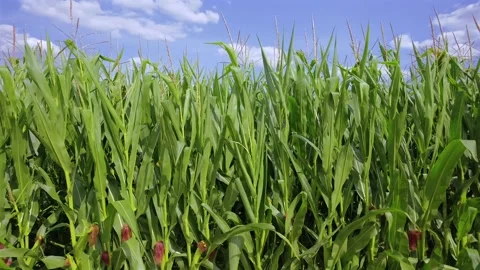 Green cornfield (Zea mays) Stock Footage 340547372