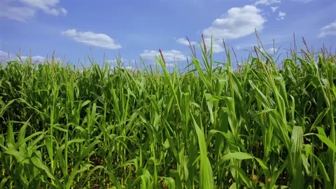 Green cornfield (Zea mays) Stock Footage 340547617
