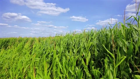 Green cornfield (Zea mays) Stock Footage 340547694