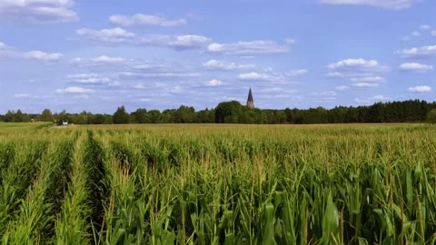 Green cornfield (Zea mays) Stock Footage 340547746