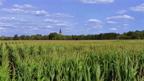 Green cornfield (Zea mays) Stock Footage 340547772