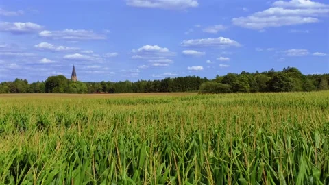 Green cornfield (Zea mays) Stock Footage 340547831