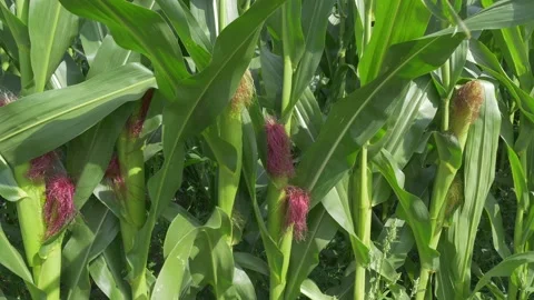 Green cornfield (Zea mays) Stock Footage 340547847