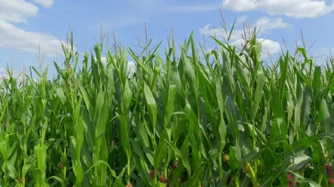 Green cornfield (Zea mays) Stock Footage 340547892