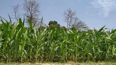 Green cornfields with the wind blowing in the farm garden. the blue sky during t Stock Footage 127418888