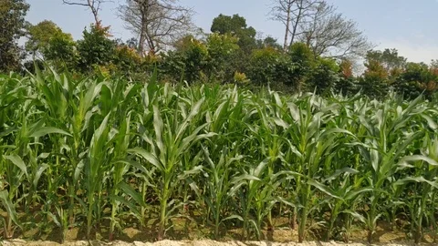 Green cornfields with the wind blowing in the farm garden. the blue sky during t Stock Footage 127419748