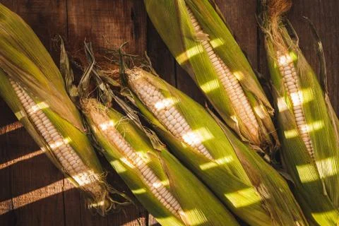 Green corns Foto stock