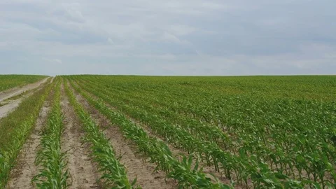 Green cornstalks waving from the wind on the fields in 4K Vídeo Stock 78113538