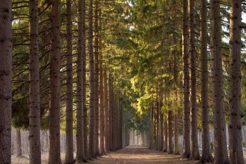 Green corridor of pine trees in the Park in the spring Stock Photos