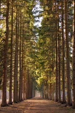 Green corridor of pine trees in the Park in the spring Foto stock