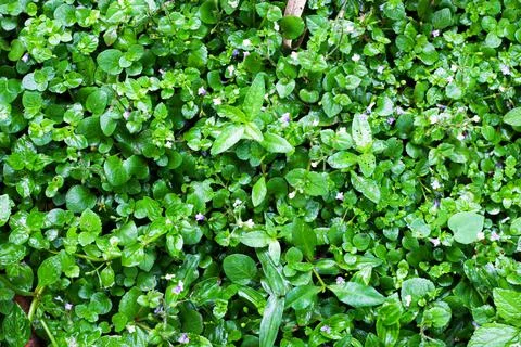 Green corsican carpet with small flowers. Stock Photos