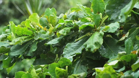 Green Costa Rican plant Stock Footage