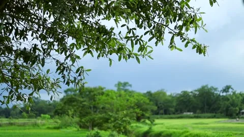 Green countryside landscape with tree branches Stock Footage 339759938