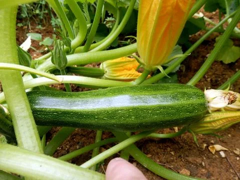 Green courgette Stock Photos