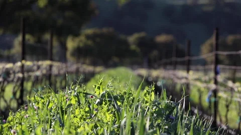 A green cover crop grows between rows in a California vineyard 库存影片 130801985