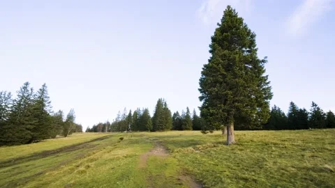 Green Cow's Pasture, Edge of the Conifer Forest in The Mountains of Pohorje. Видео 210775798