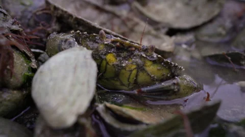 Green Crab 5 Stock-Footage 346415784