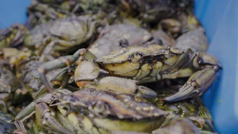 Green Crab 6 Stock-Footage 346415786