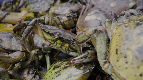 Green Crab 7 Stock-Footage 346415823