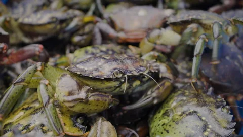 Green Crab 8 Stock-Footage 346415826