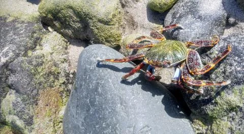 Green crab at the beach Stock Photos