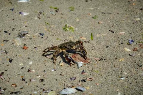 Green crab Stock Photos