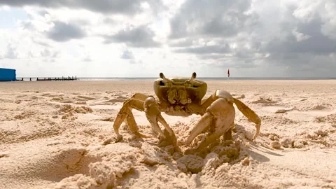 Green Crab on sandy beach Video stock 241426464