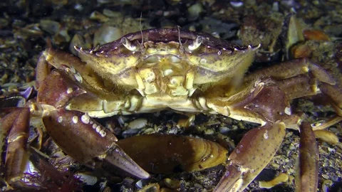 Green crab on the seabed. Stock Footage 82875456