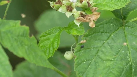 Green Crab Spider Hiding Behind Leaf in Natural Vegetation Video stock 341587405