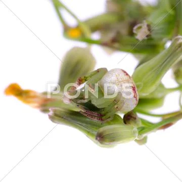 Green crab spider Stock Photos