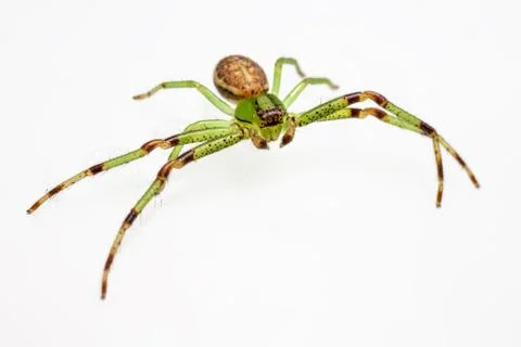 The Green Crab Spider Foto stock