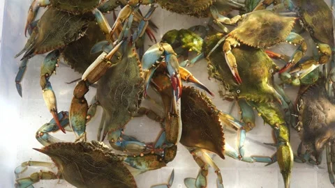 Green crabs lie in a box of water and move their claws Video stock 286789953