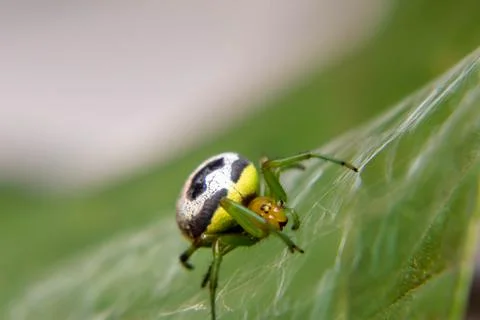 Green Cradle, Silver Watcher Foto stock
