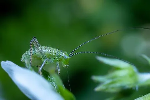 Green creature unknown insect with white and black stripes Stock Photos