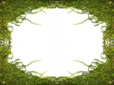 Green creepe Stock Illustration