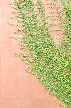Green creepe Stock Photos
