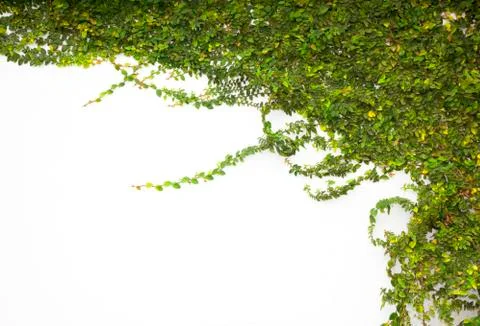 Green creepe Stock Photos