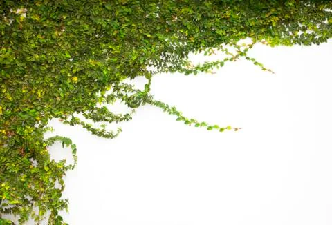 Green creepe Stock Photos