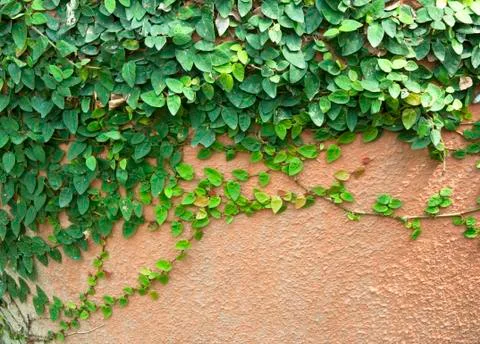 Green creepe Stock Photos