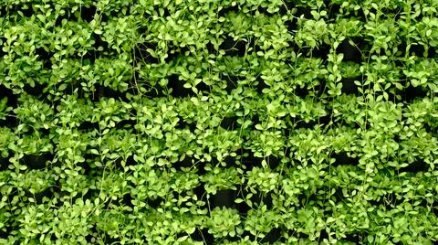 Green Creeper background Stock Photos