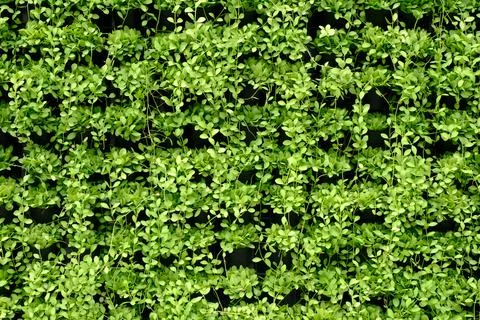 Green Creeper background Stock Photos