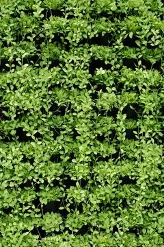 Green Creeper background Stock Photos