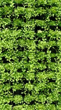 Green Creeper background Stock Photos