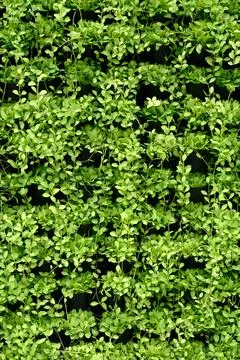 Green Creeper background Stock Photos