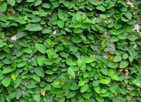 Green creeper on cement wall Stock Photos