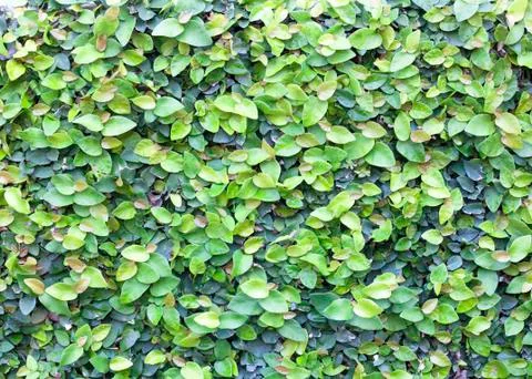 The green creeper Stock Photos