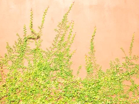 Green creeper Stock Photos