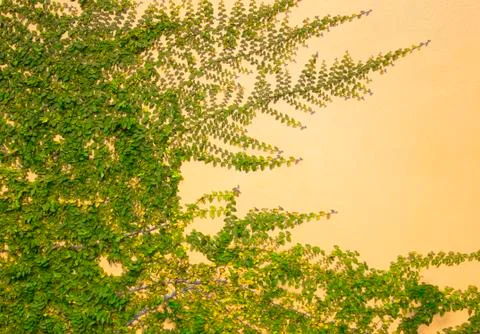 Green creeper Stock Photos