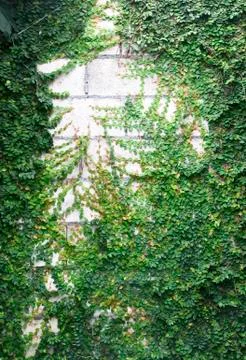 Green creeper Stock Photos
